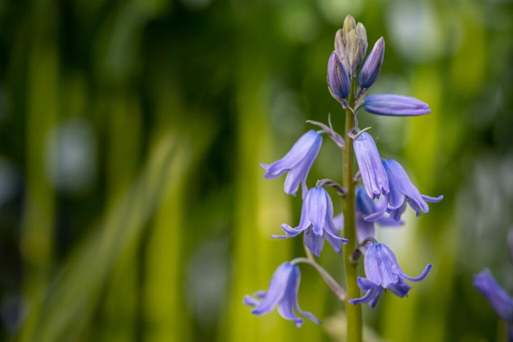 flower horoscope