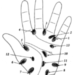 Loops in Palmistry