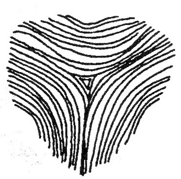 Triradius palmistry